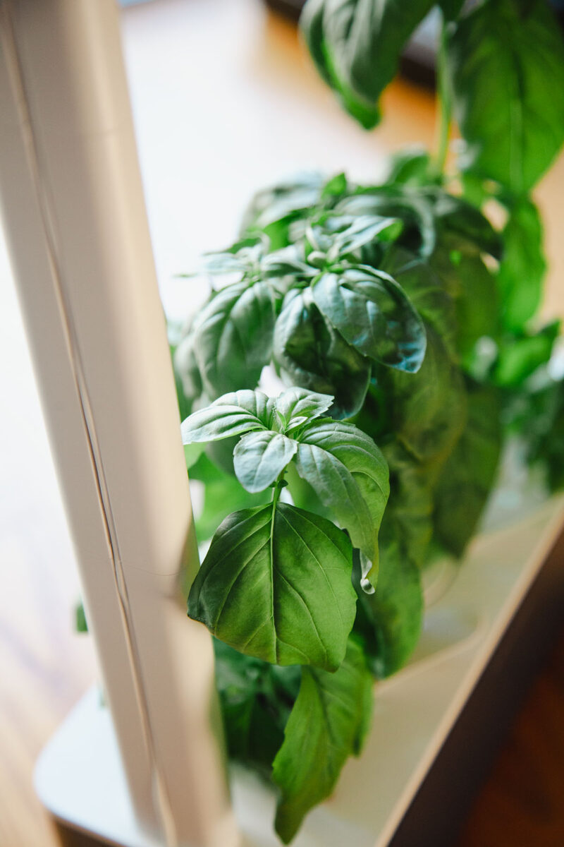 Growing basil indoors in the Smart Garden 3