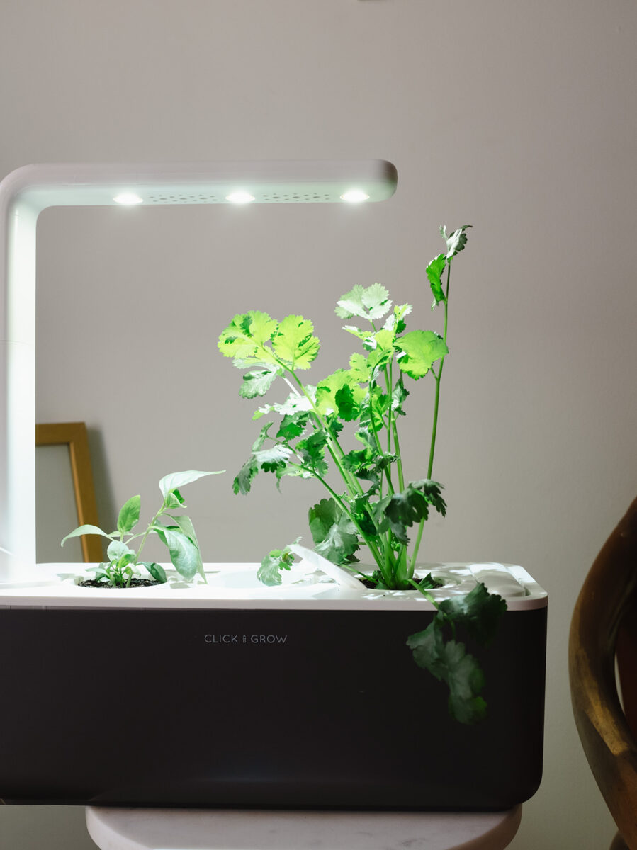 Growing herbs in the Smart Garden 3
