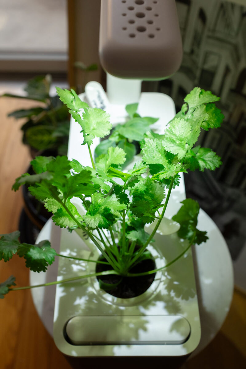 Cilantro growing in the Click & Grow