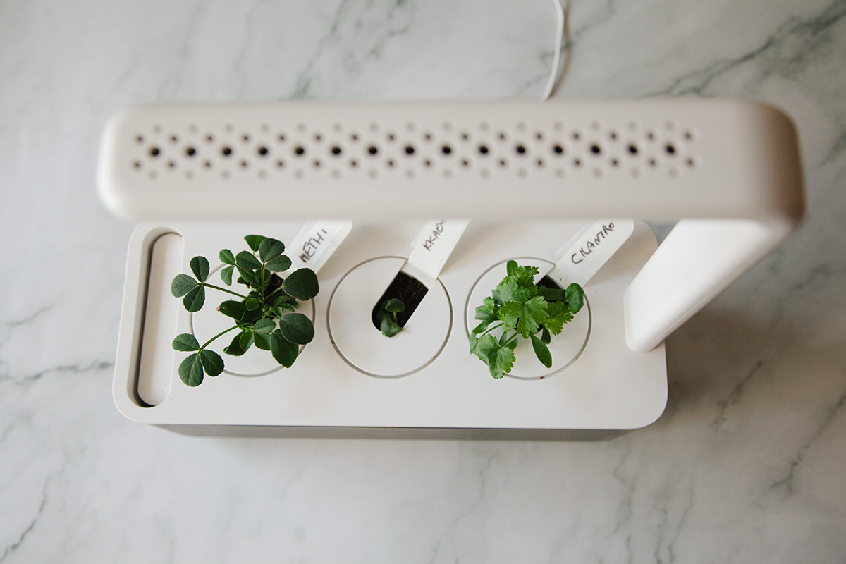 Herb sprouts starting to grow