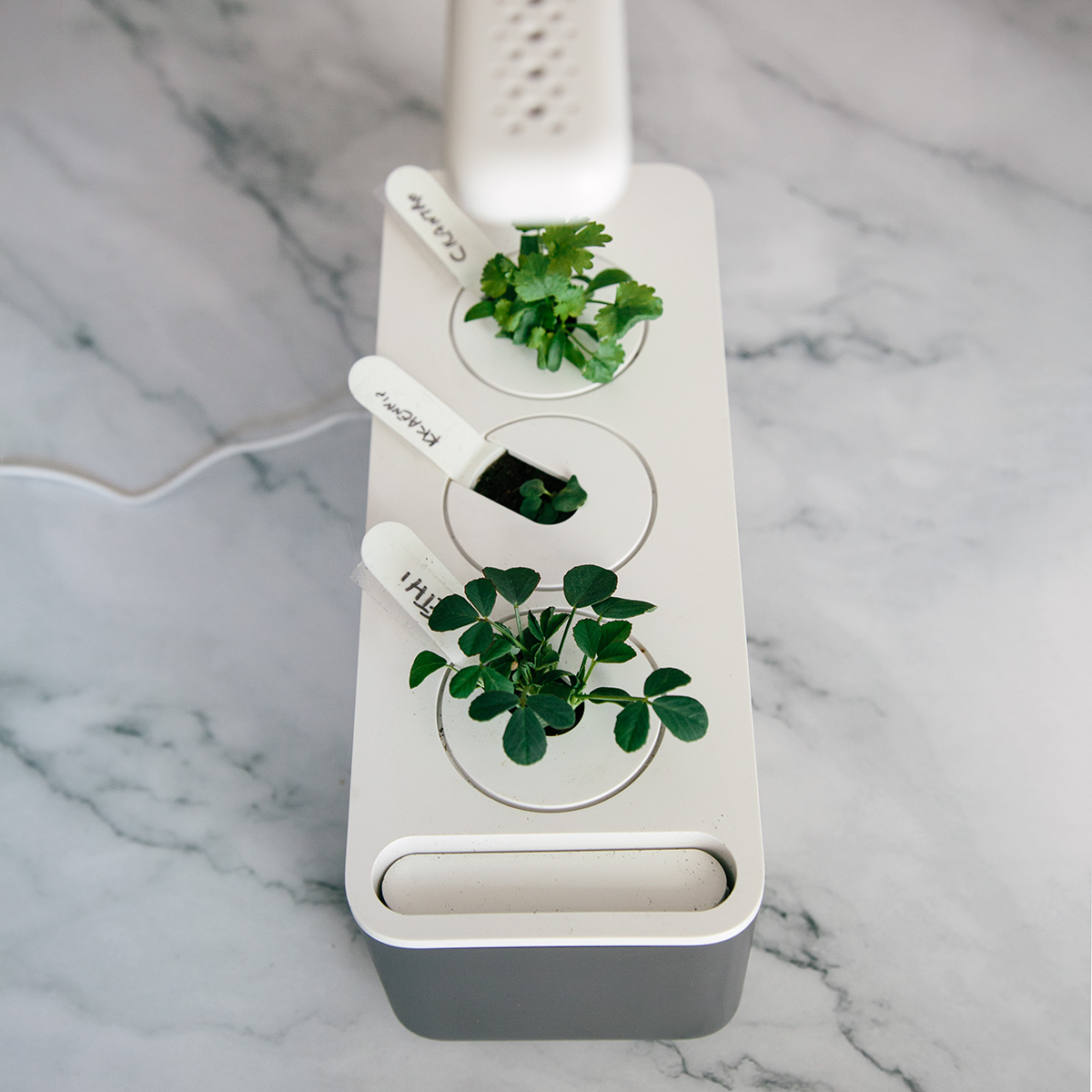 Growing herbs in the Click & Grow Smart Garden
