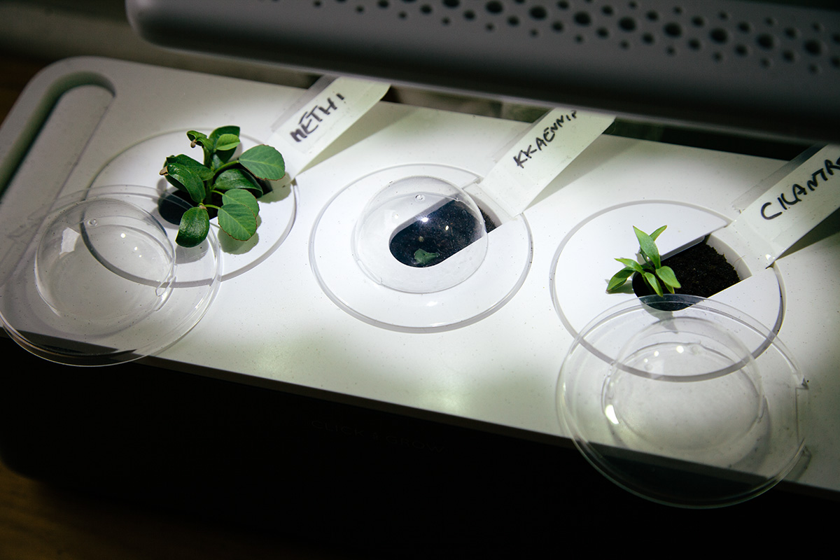 Seed sprouts emerging