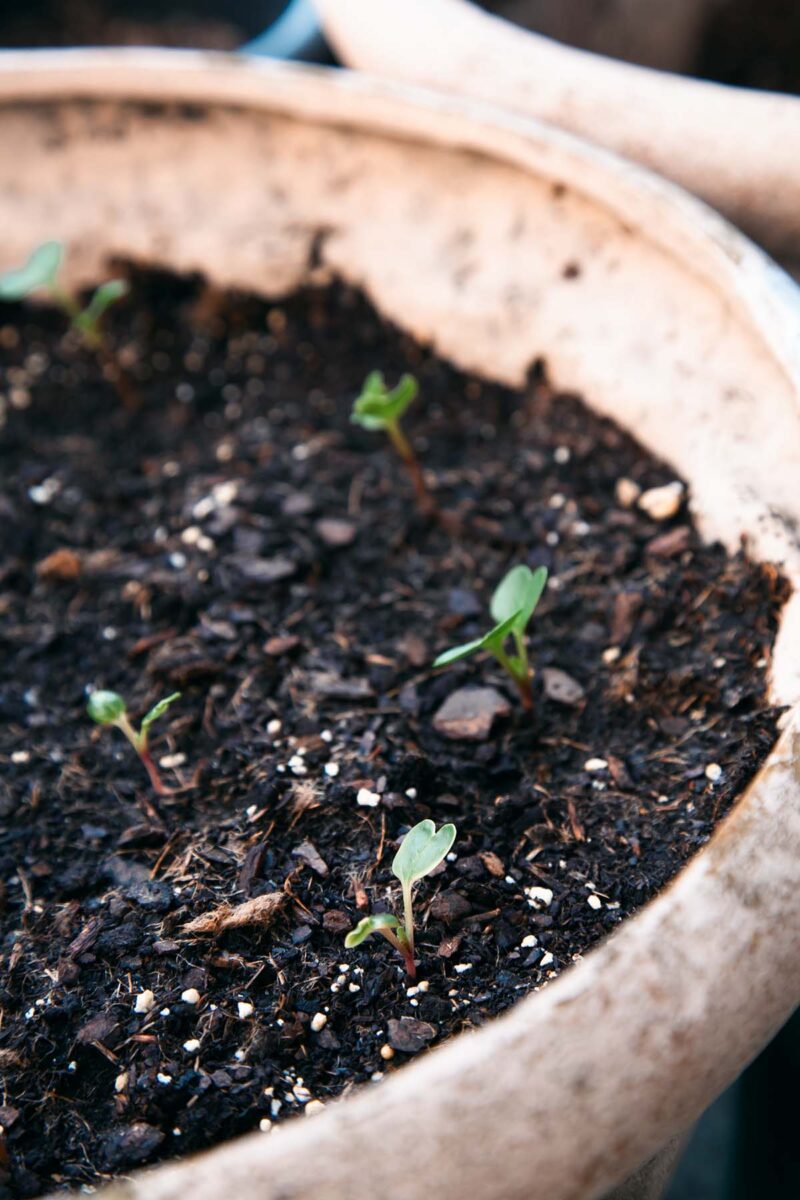 Young watermelon radish shoots from seed