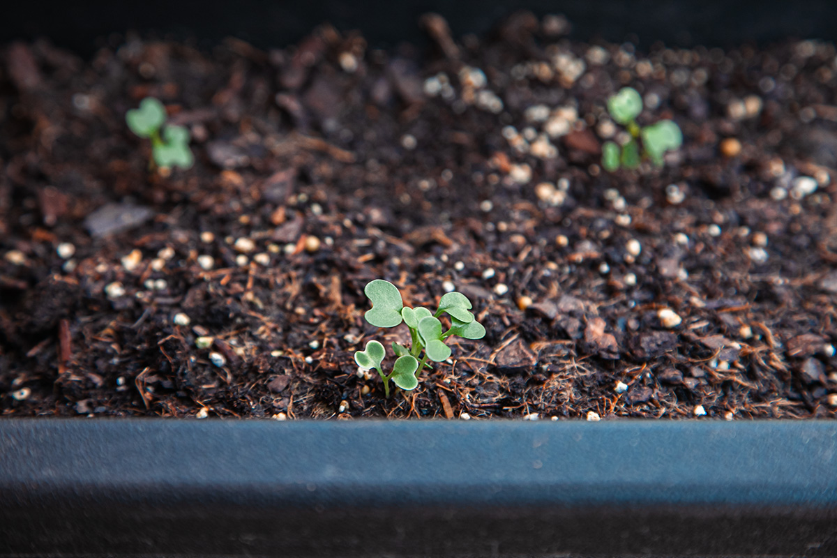 Early spring balcony garden prep with starter tatsoi plants from seed