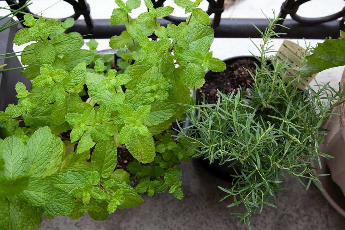 Mint and rosemary