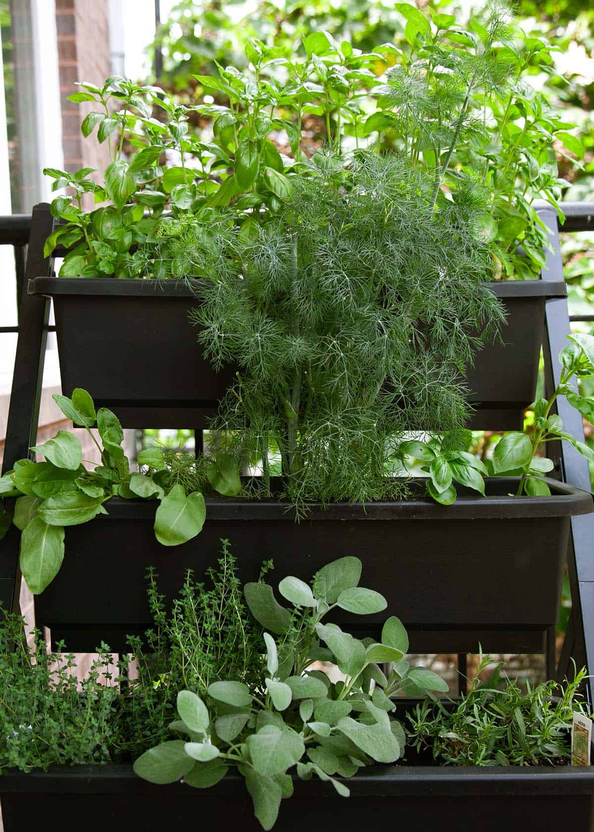 Herbs in a vertical planter