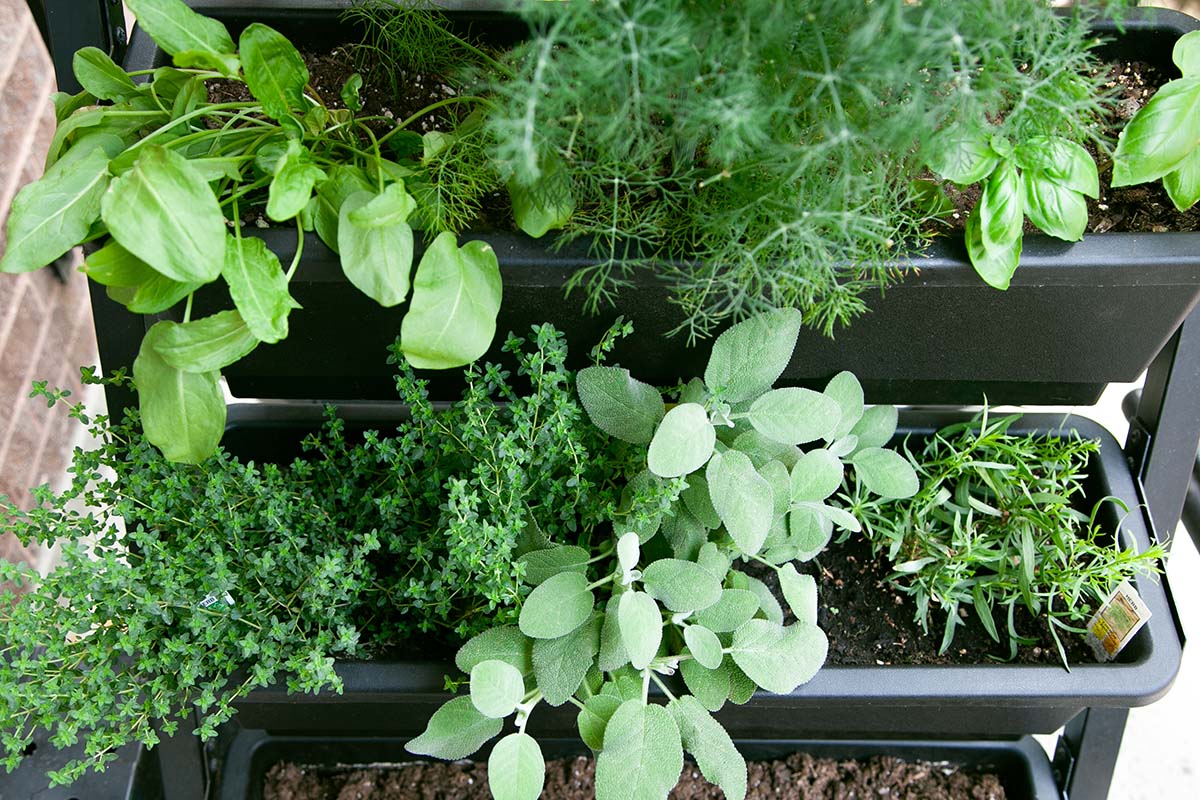 A variety of herbs in a vertical planter