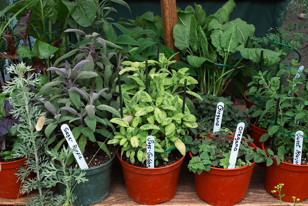 The best herbs to plant together for a balcony garden