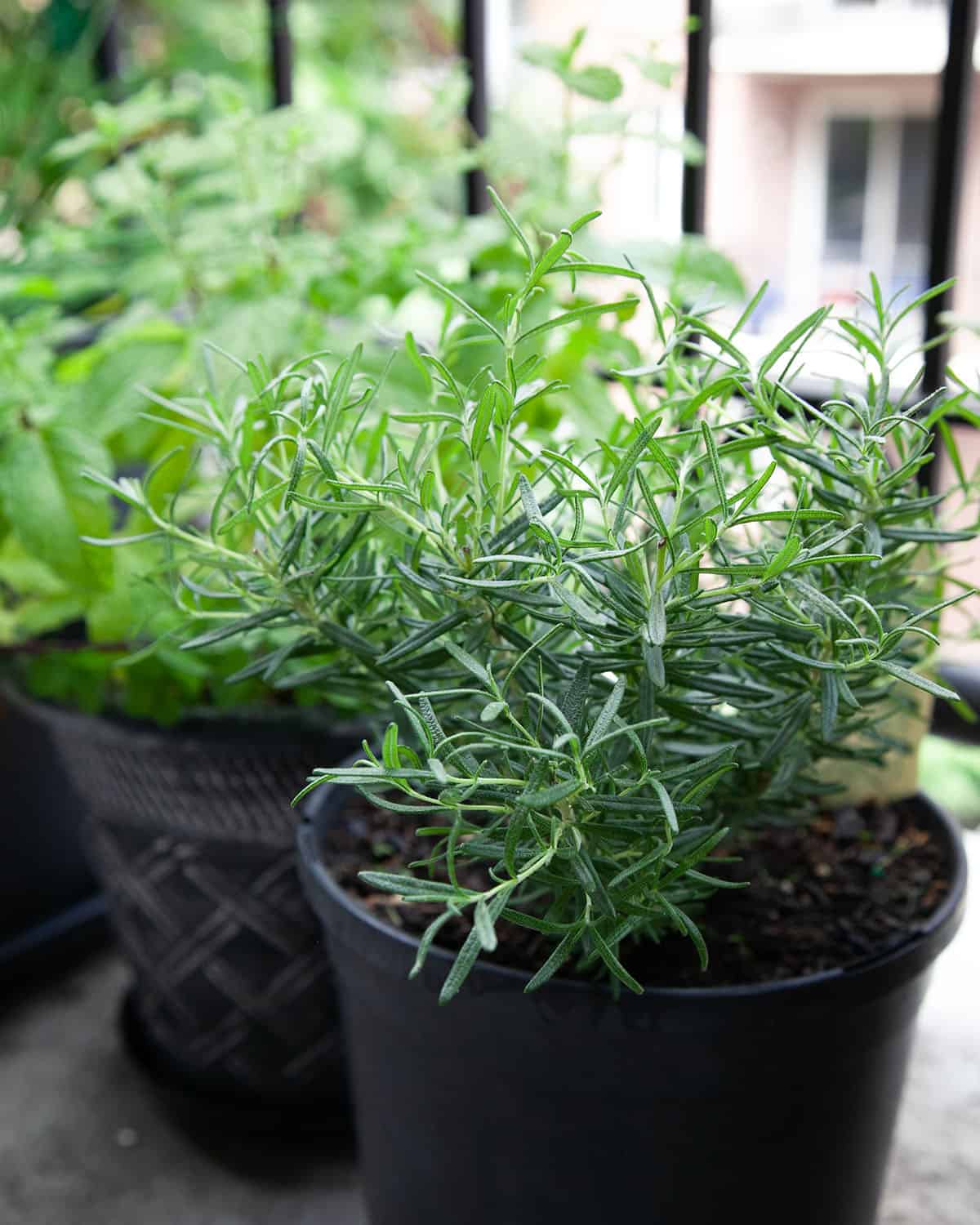 Growing rosemary on a balcony garden